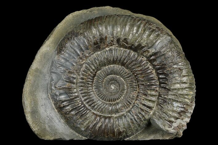 Ammonite (Dactylioceras) Fossil - England #181884